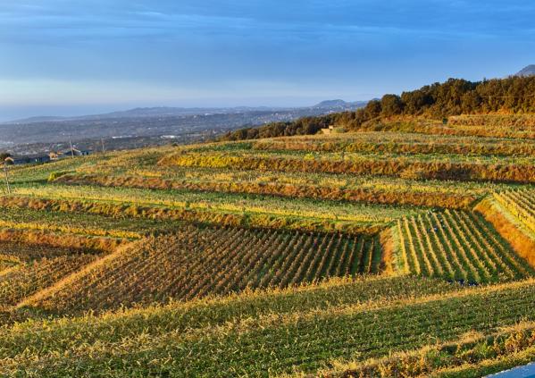 winetourinsicily en wine-tour-tasca-dalmerita-winery-regaleali-in-agrigento-area 067
