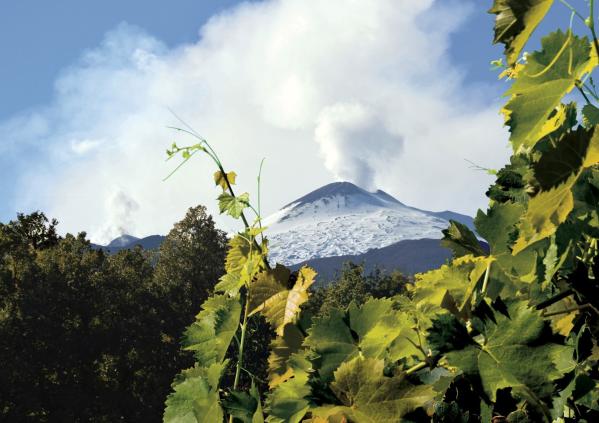 winetourinsicily en exclusive-etna-wineries-barone-villagrande-bananti 079