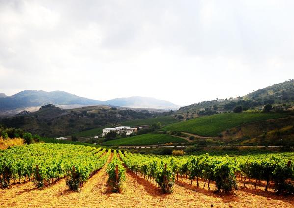 winetourinsicily en wine-tour-valle-dellacate 049