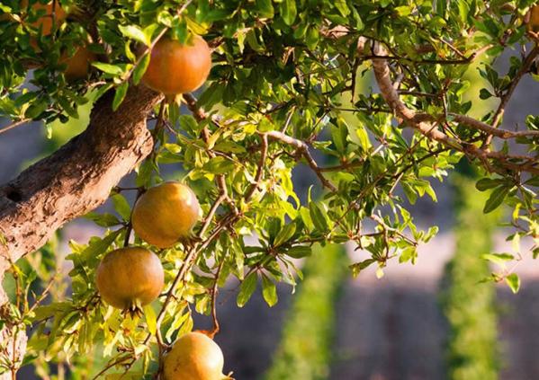 wine tours sicily italy